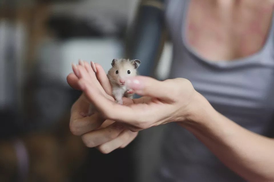 Cách chọn mua Hamster khỏe mạnh