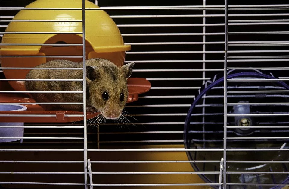 7 tiêu chí cần biết khi bạn chọn lồng cho chú chuột Hamster