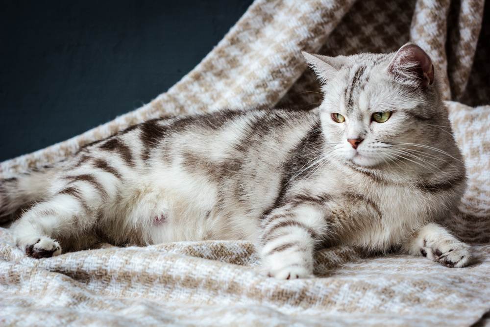 Cách chăm sóc cho một bé mèo đang mang thai – Petacy