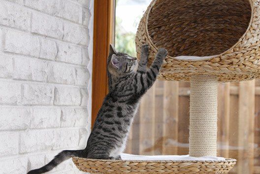 Trụ cào móng giúp thỏa mãn hành vi cào cấu ở mèo