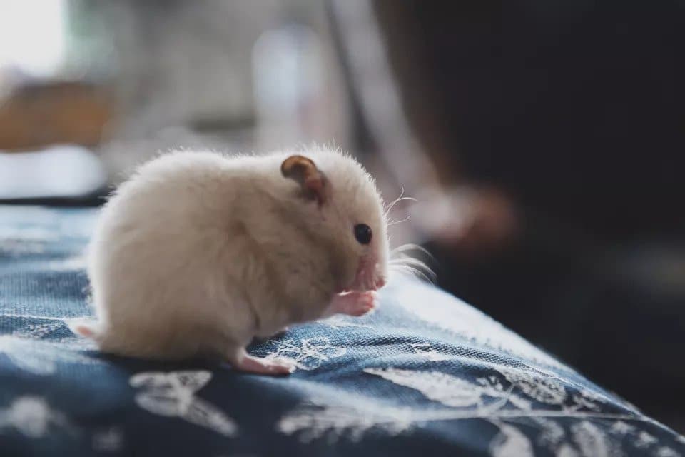 Hàm răng của chuột Hamster