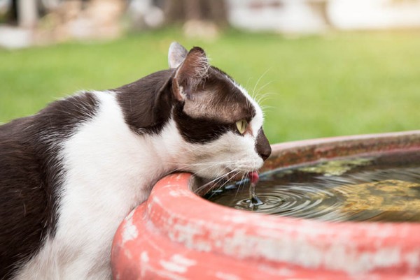 Tại sao mèo lại uống nhiều nước hơn bình thường?