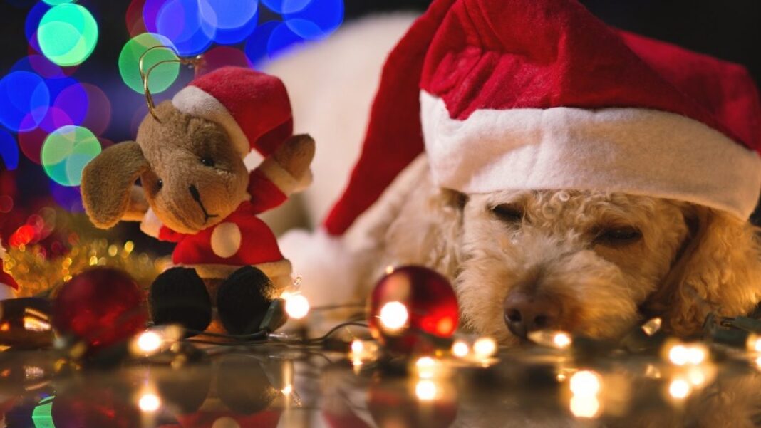 Những món quà tuyệt vời cho cún nhân dịp Giáng Sinh