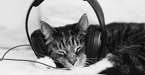 Liệu những chú mèo có thích âm nhạc không nhỉ? – Petacy