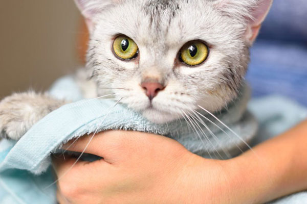 Tất tần tật những điều bạn cần biết để tắm cho mèo đúng cách – Petacy
