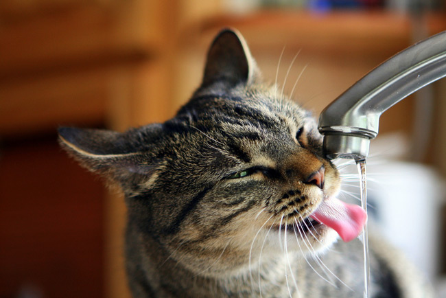 Mèo uống nhiều nước vì nhiều lý do