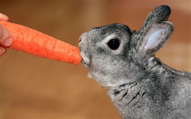 Thỏ nên ăn gì? Thực đơn hằng ngày dành cho thỏ