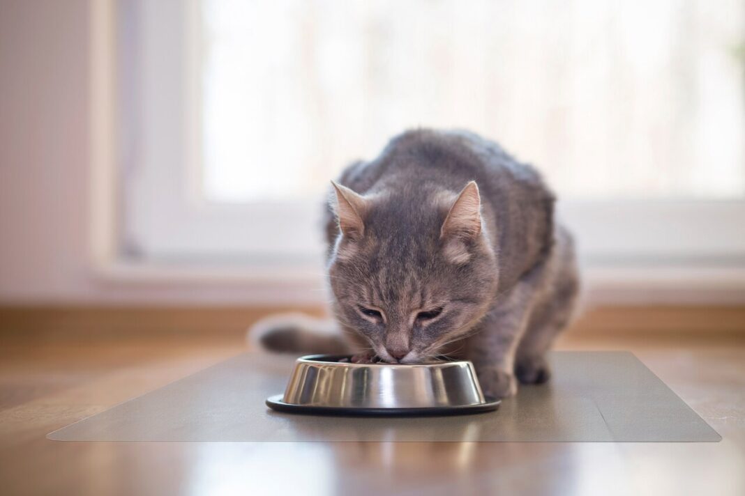 Thức ăn khô dành cho mèo