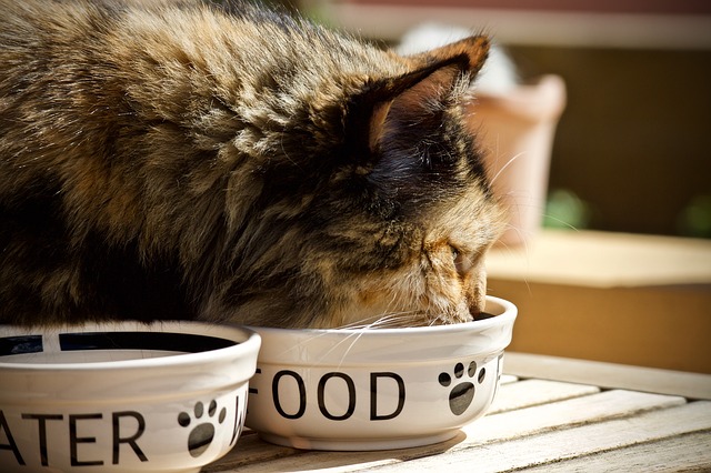 Review khay đựng thức ăn cho mèo