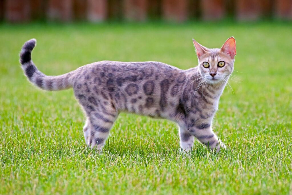 Mèo Bengal với bộ lông xám