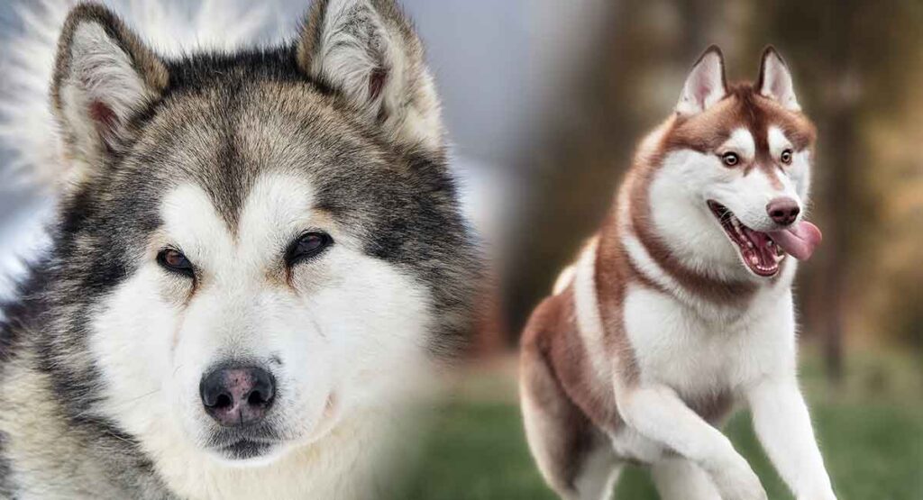 Cách phân biệt chó Alaska và Husky