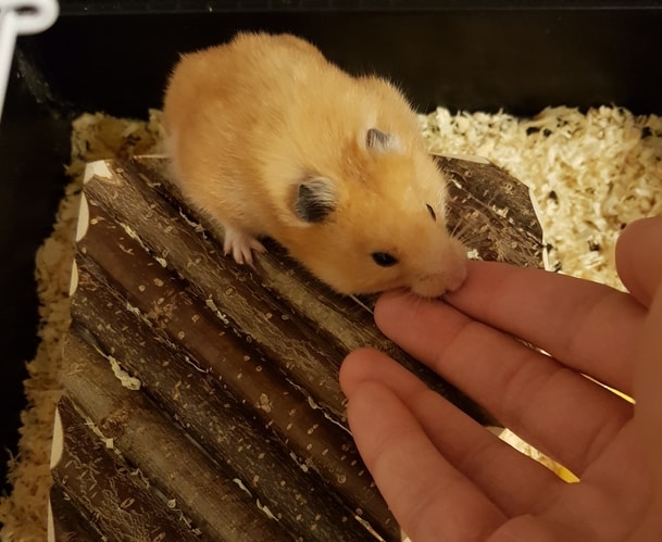 Hamster cắn tay người nuôi