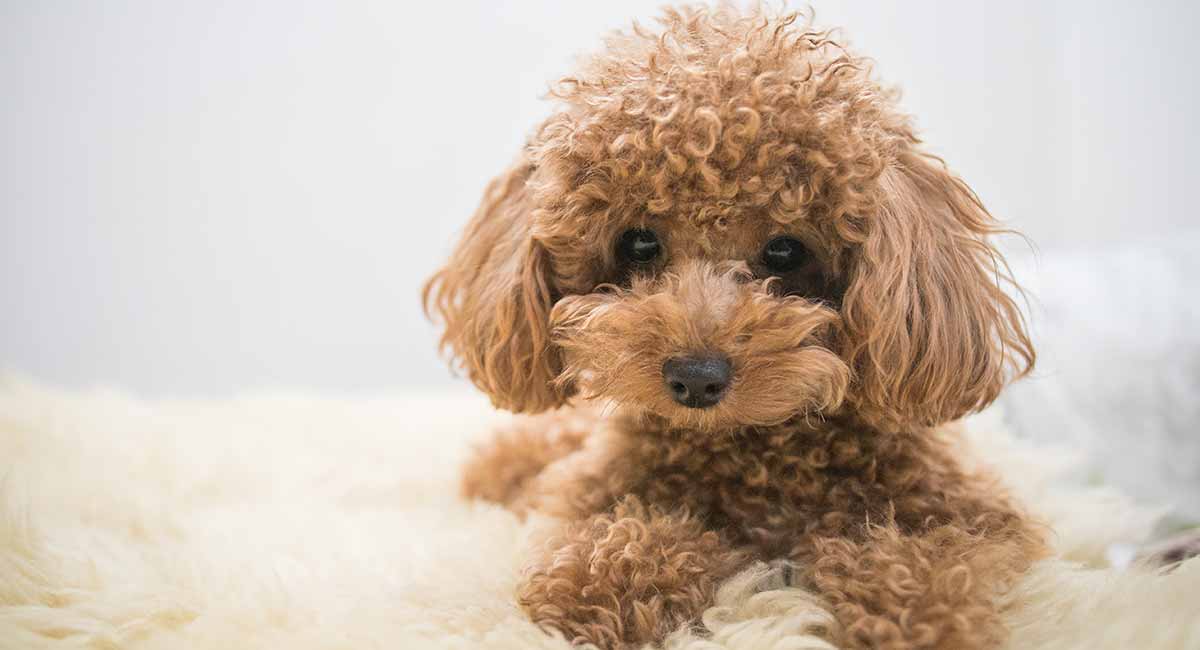 Toy-Poodle-giong-cho.jpg