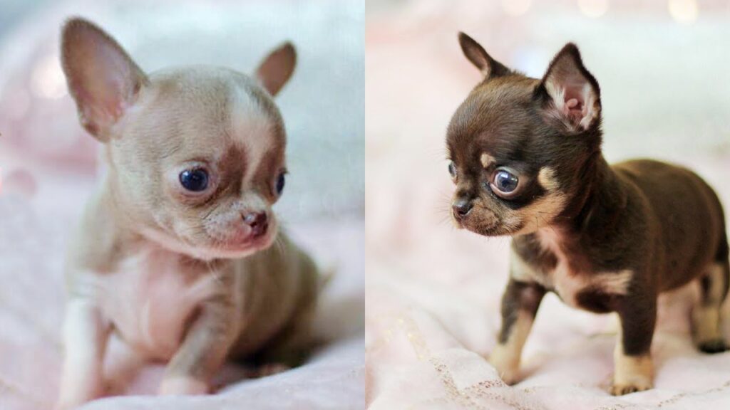 Chó Chihuahua khi còn nhỏ