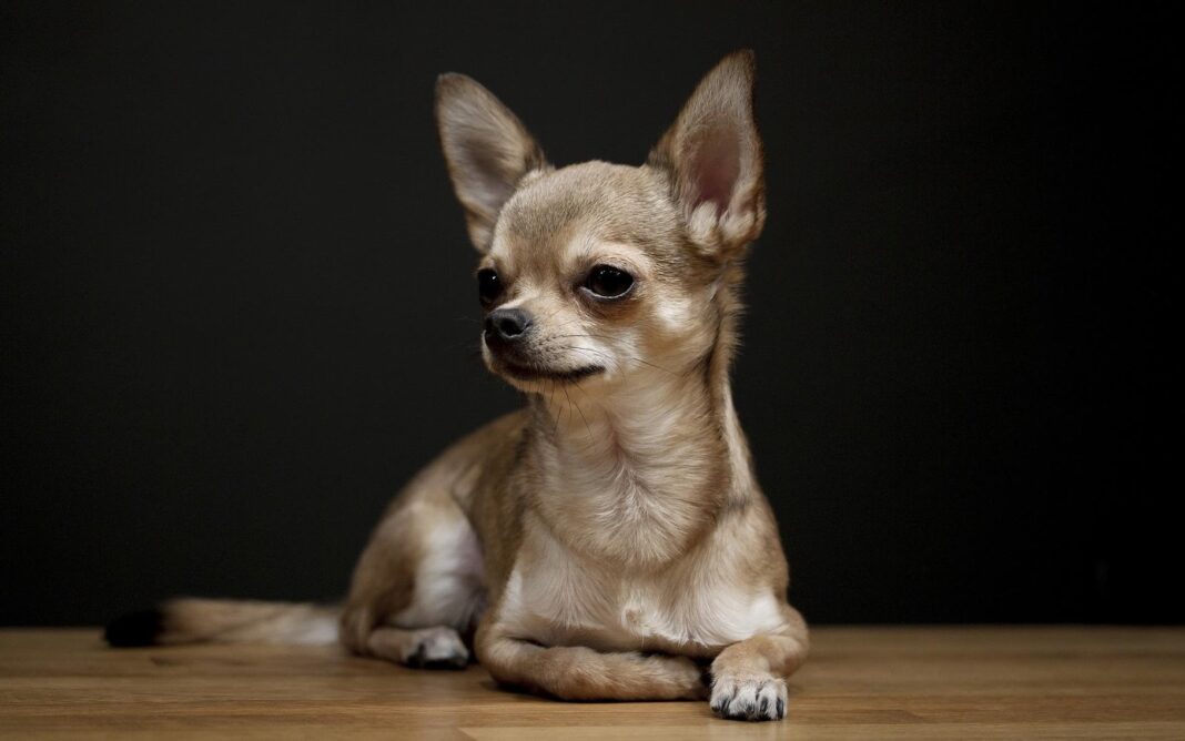 Giống chó Chihuahua