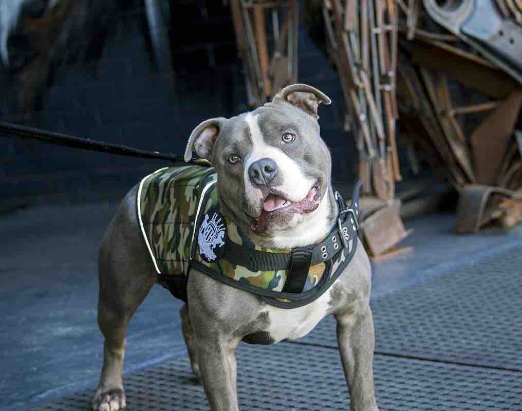 Chó Pitbull: Nguồn gốc, đặc điểm và cách chăm sóc – Petacy