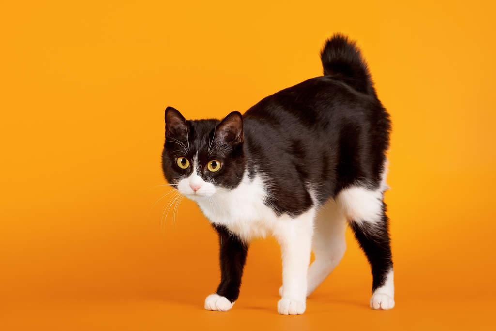 Mèo cốc đuôi Nhật Bản có chân sau dài hơn