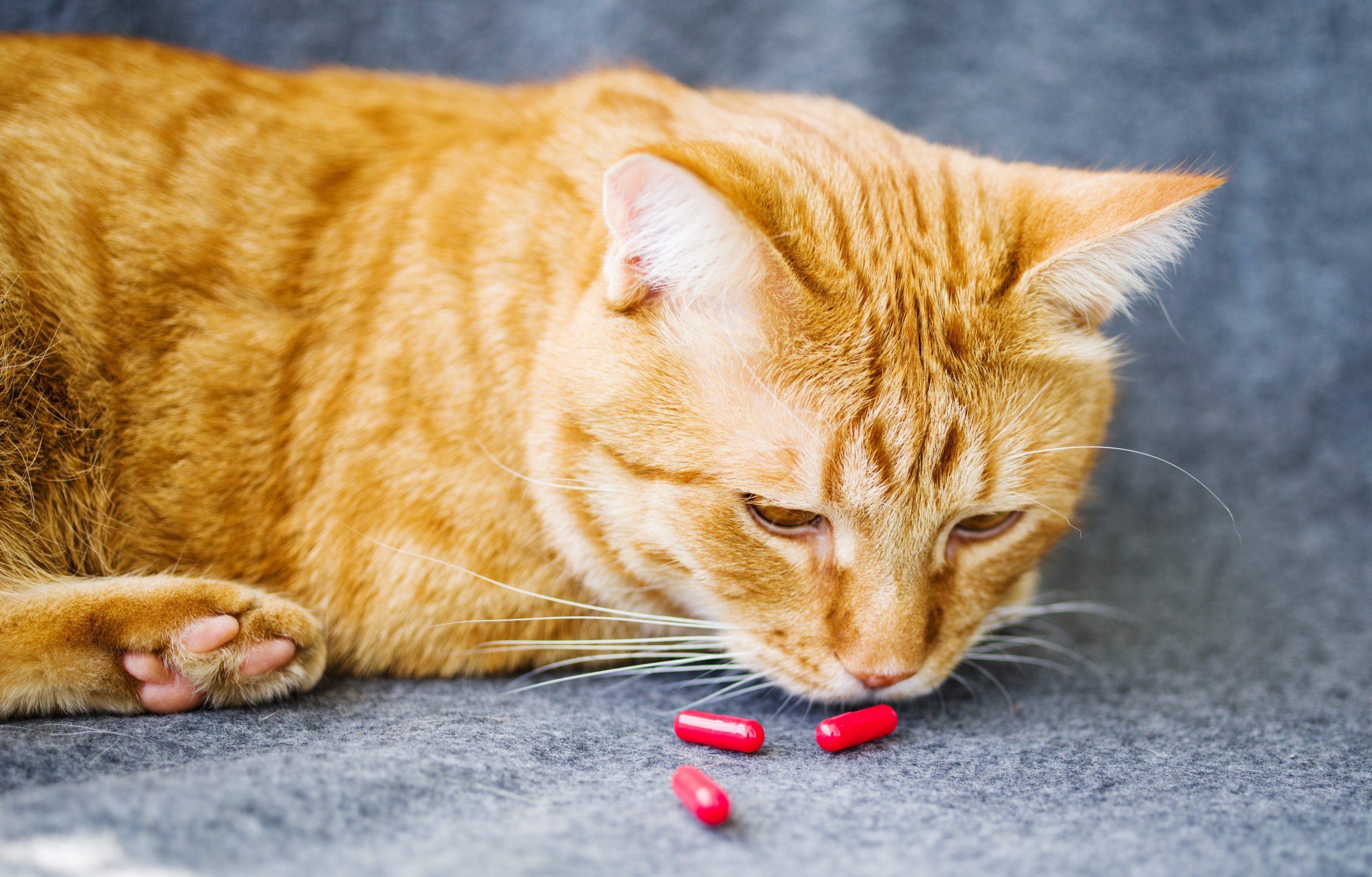 Cách cho mèo cưng uống thuốc