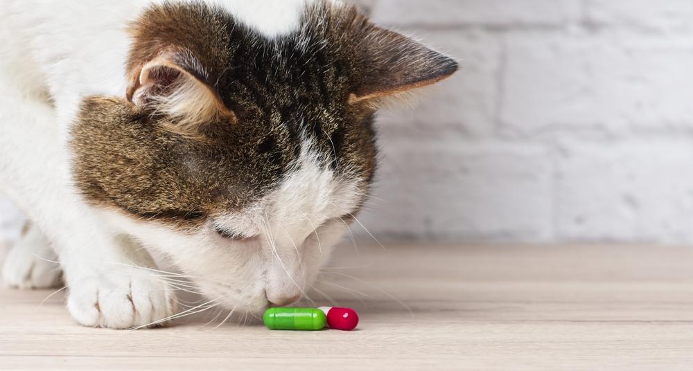 Làm sao để cho mèo uống thuốc?