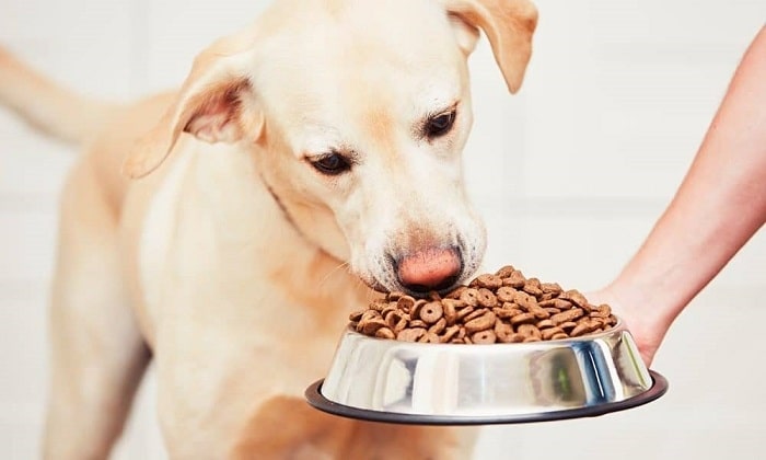 Trộn gel dinh dưỡng vào thức ăn của chó