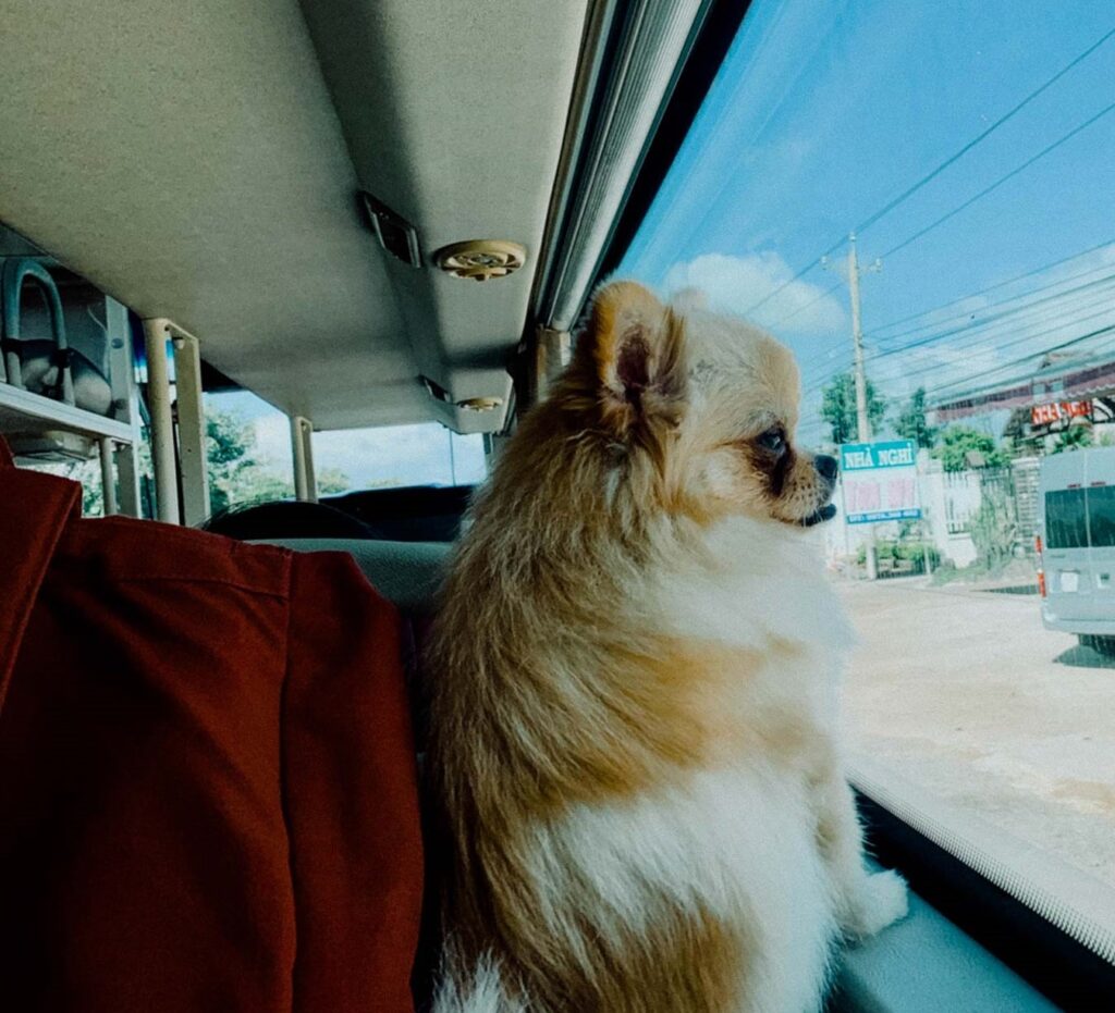 Vận chuyển chó bằng xe khách