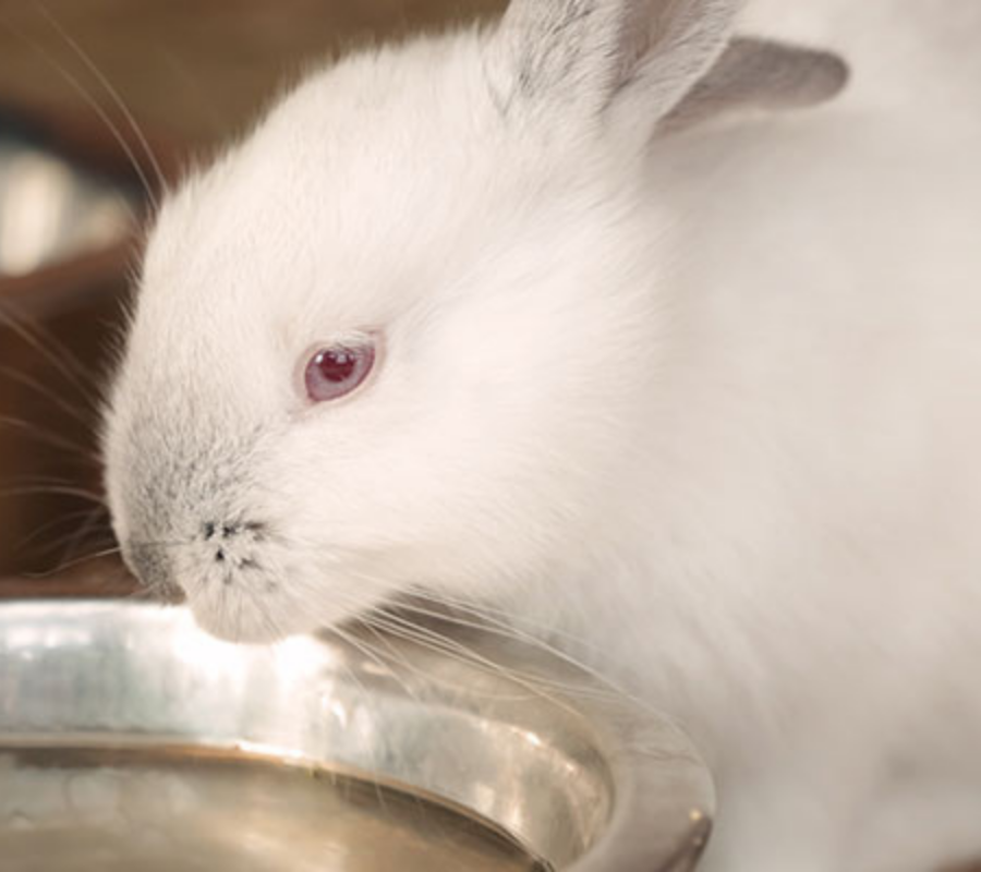 Tìm hiểu thỏ có uống nước không?