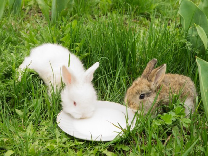 cung cấp nước cho thỏ mẹ và thỏ con mới đẻ